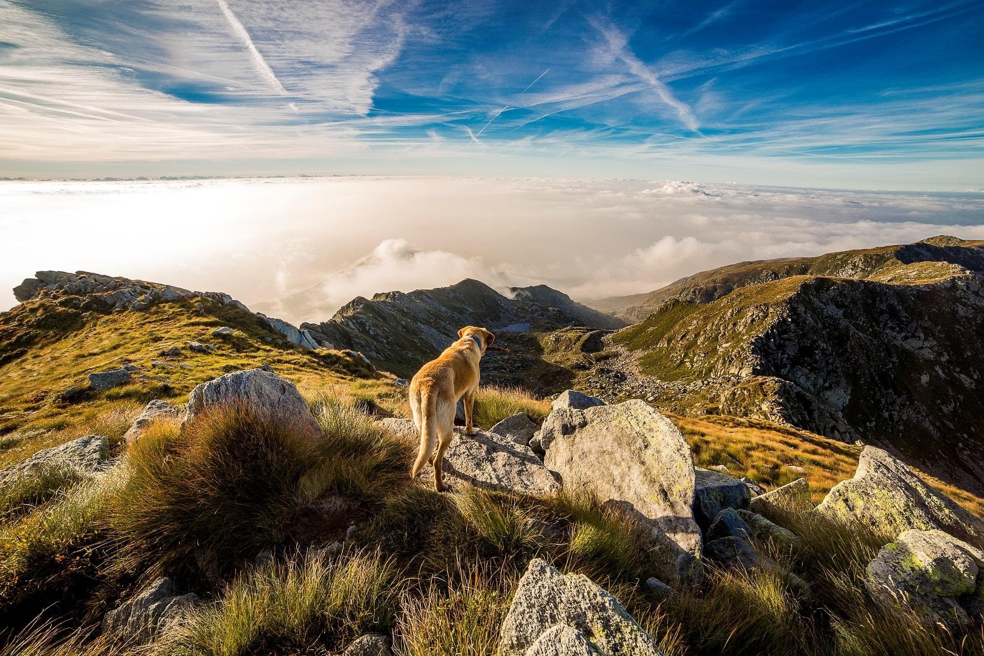 Chien de randonnée en montagne